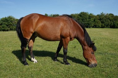 Yaz otlağında bir at