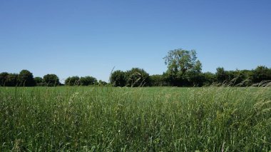 yeşil tarla ve mavi gökyüzü