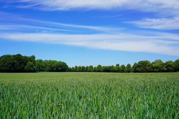 Grüne Wiese Und Blauer Himmel — Stockfoto