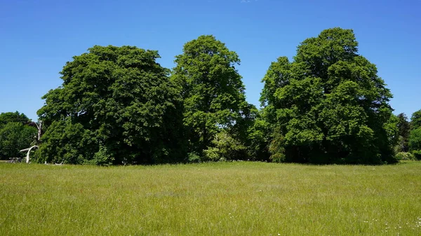 Green Grass Blue Sky — Stock Photo, Image