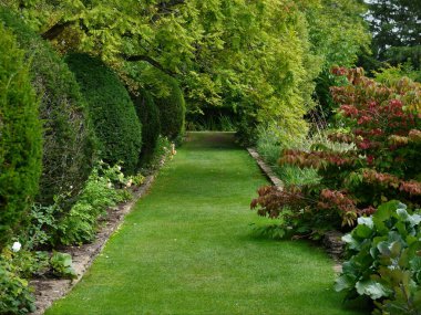 Yaz bahçesinde yeşil çimen