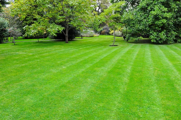 Grön Park Sommaren — Stockfoto