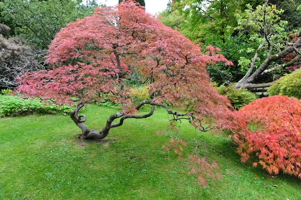 Розовый Японский Сад Японии — стоковое фото