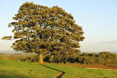 Ağaçlar ve yapraklarla dolu sonbahar manzarası