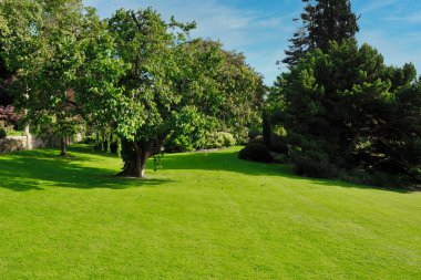 Parktaki yeşil çimenler ve ağaçlar