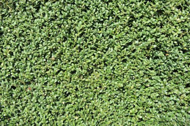 yeşil çimen dokusu arkaplanı