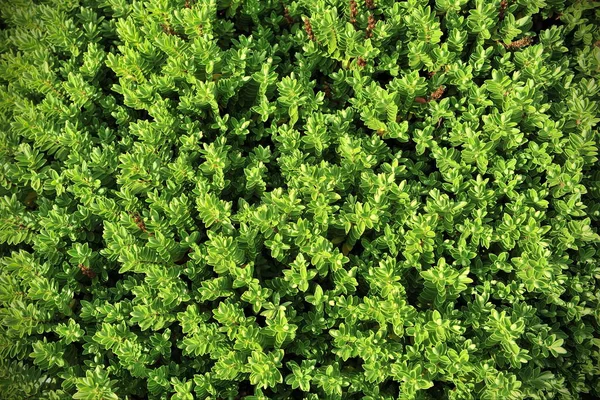 Green Leaves Garden — Stock Photo, Image
