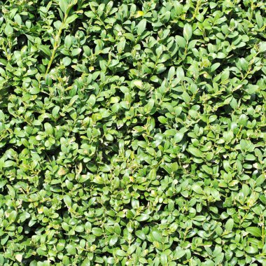 yeşil yapraklar arkaplan, doku