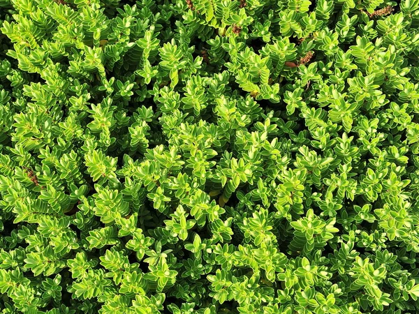Bahçede Yeşil Yapraklar — Stok fotoğraf