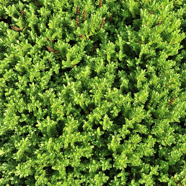 Duvarda Yeşil Bitkiler — Stok fotoğraf