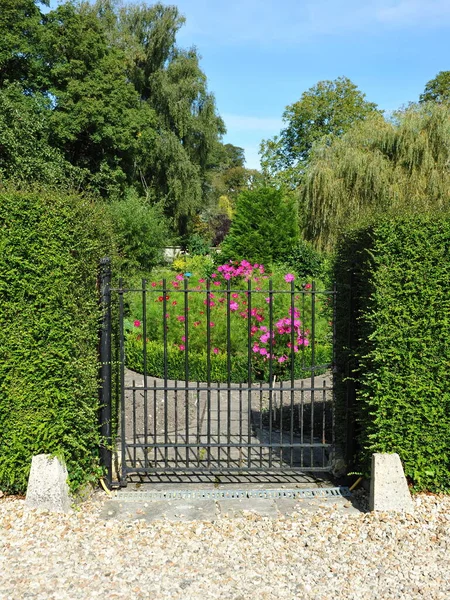 Beautiful Garden Flowers — Stock Photo, Image