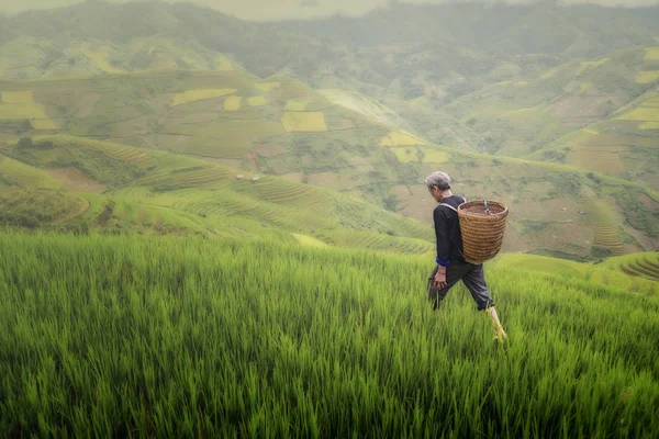 Viejo agricultor trabaja y lleva cestas — Foto de Stock
