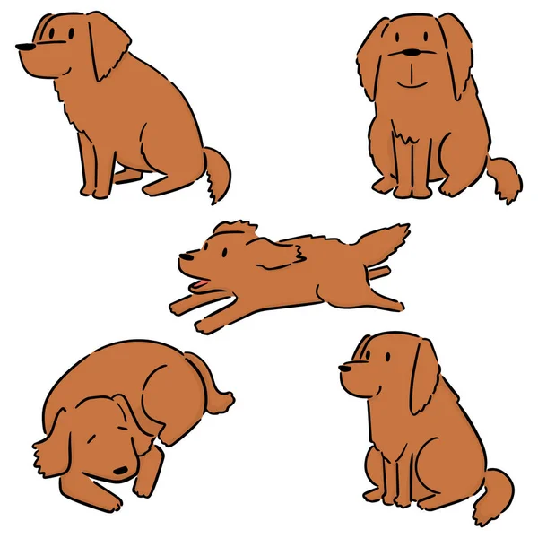 Ensemble Vectoriel Chien Golden Retriever — Image vectorielle