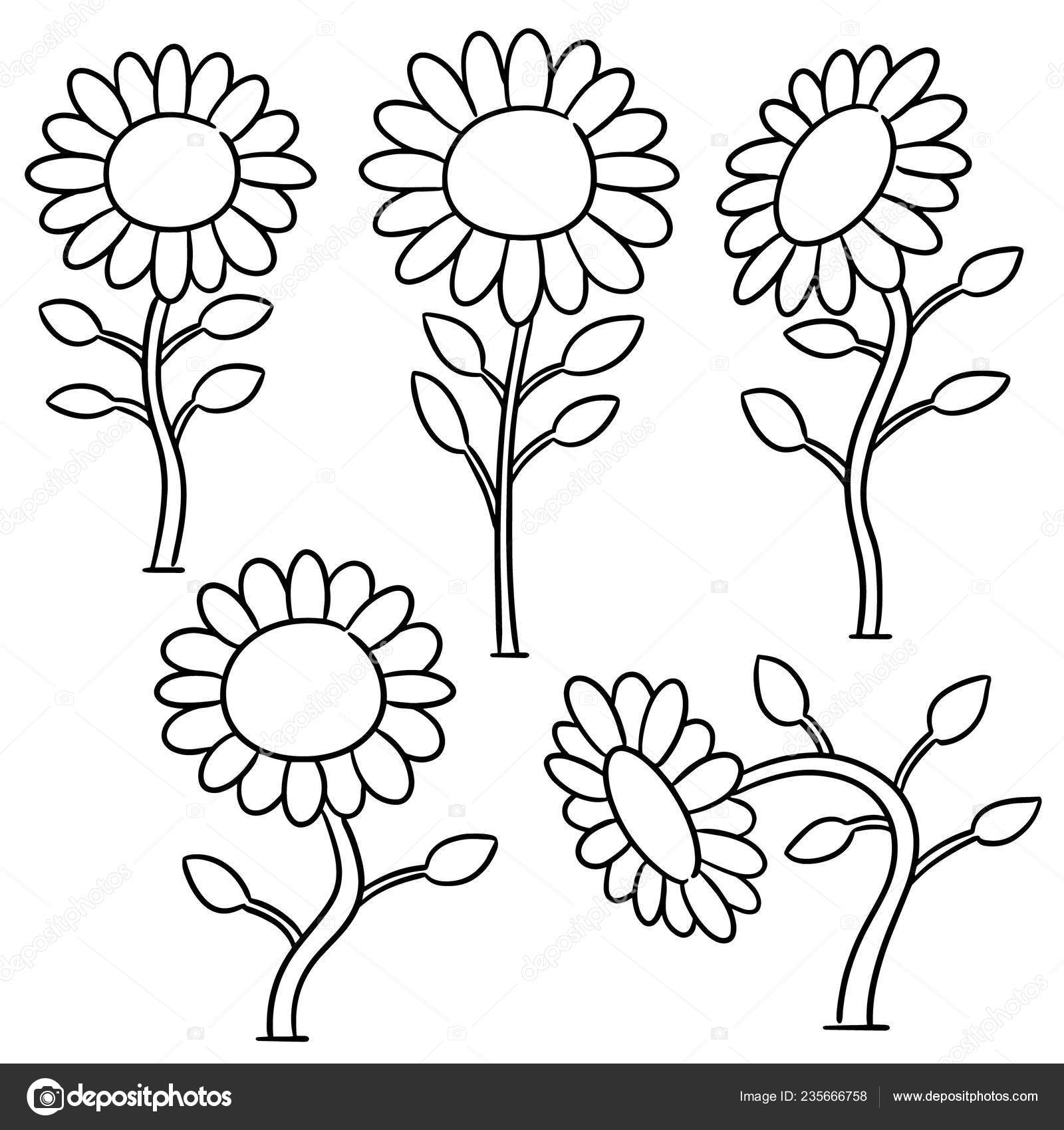 Vector Set Sunflower Stock Vector Image by  © #235666758