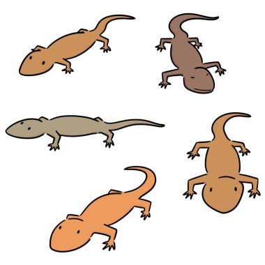 vektör set kertenkele