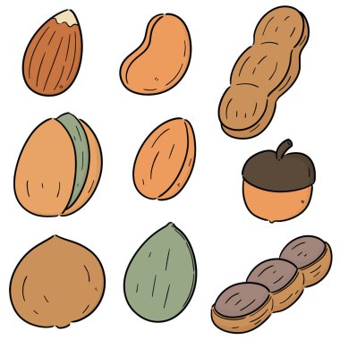 fasulye ve fındık vektör kümesi