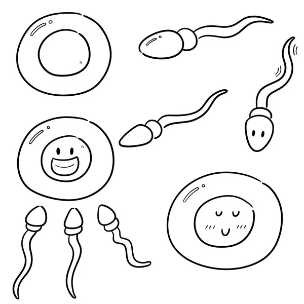 Sperm Yumurta Vektör Kümesi — Stok Vektör
