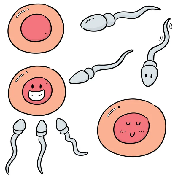 Vektorsatz Aus Sperma Und Eizelle — Stockvektor