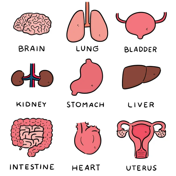 臓器漫画のベクトルを設定 — ストックベクタ