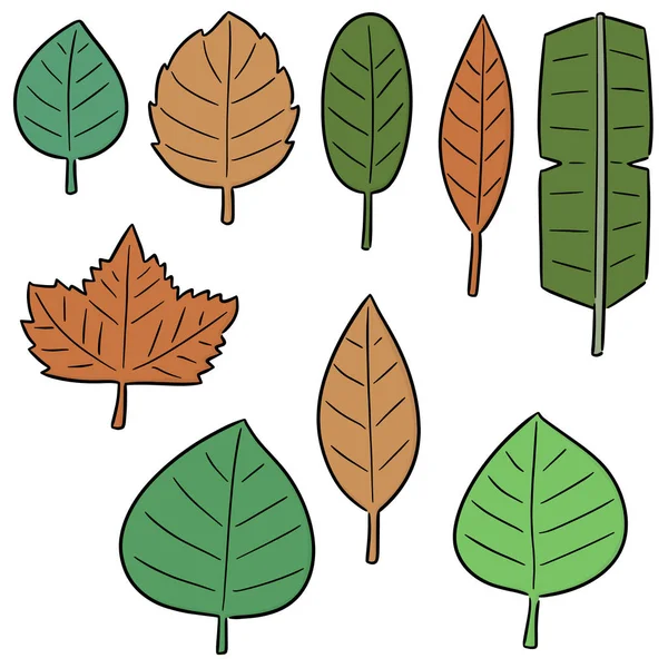 Vector set of leaves — Stock Vector