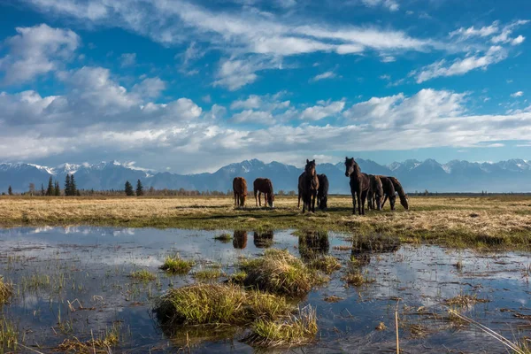 Стадо Лошадей Пасутся Берегу Болота — стоковое фото