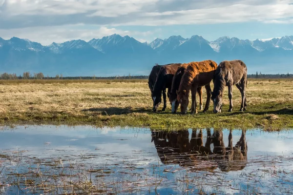 Atlara su yansıması