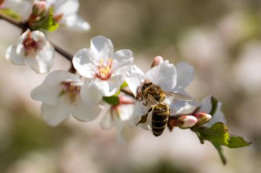 Kiraz çiçeği şube ile arı