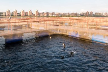 Irkutsk alabalık yetiştirme çiftliği