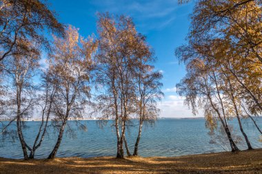 Sarı huş Angara kıyısında
