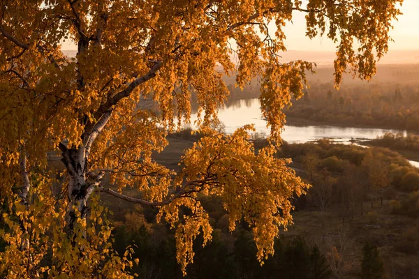 Golden Leaves Birch Sunset — Stock Photo, Image