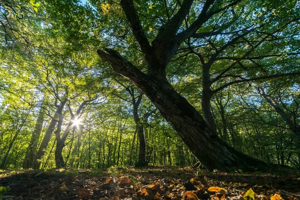 Vackert Träd Krimskogen — Stockfoto