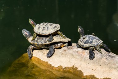 Kaplumbağaları bir taş bir gölet yanında oturan.
