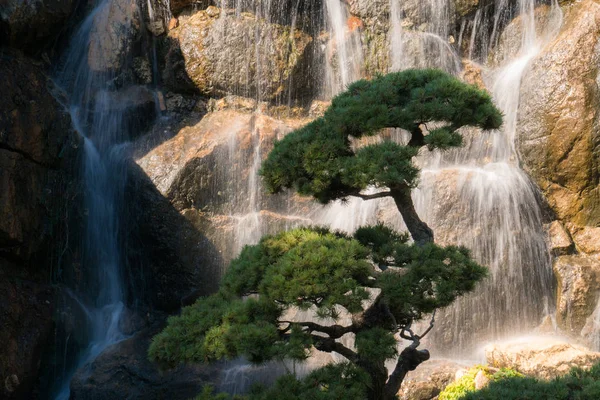 Bonsai in the park on the southern coast of Crimea — Stock Image Bonsai Park Southern Coast Crimea Royalty Free Stock Images