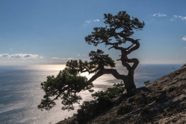 Bir uçurumun kenarında üzerinde eğri kozalaklı