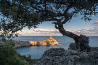 Bonsai Royal Beach üzerinde
