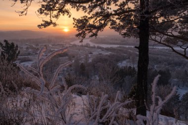 Winter sunset in a pine grove