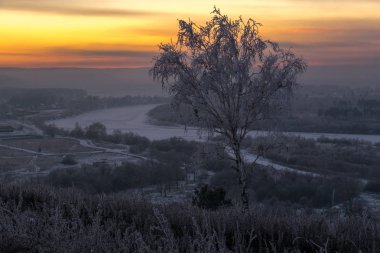 Birch covered with hoarfrost at sunset