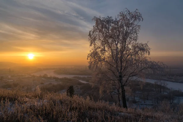 Birch Covered Hoarfrost Sunset — Stok fotoğraf