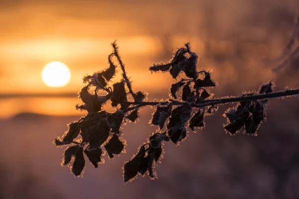 Ein Von Der Wintersonne Schön Beleuchteter Zweig — Stockfoto