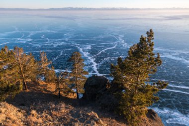 Dağın üzerinde Sibirya çam