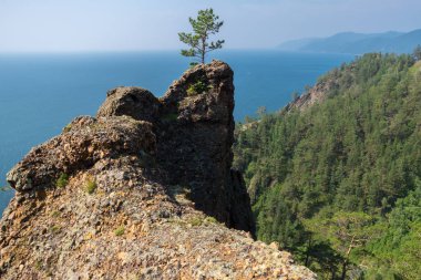 Baykal Gölü'nün üzerindeki uçurumun kenarında yalnız bir ağaç yetişir.