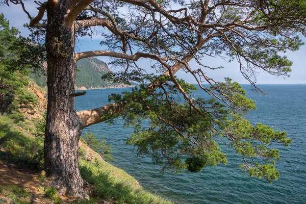 Bellissimo pino sulla riva del lago Baikal — Foto Stock