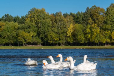 Beyaz kaz sürüsü nehirde yüzüyor.