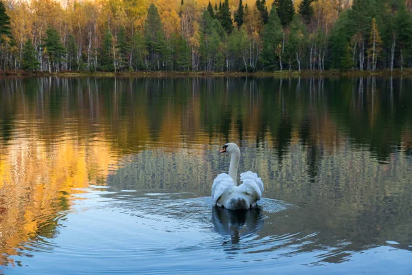 White swan swims in the water — Stock Photo, Image