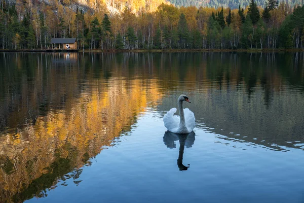 White swan in the middle of the lake