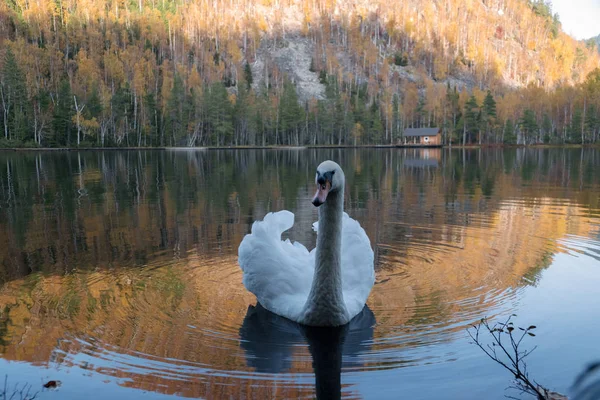 White swan floating on a mountain lake — Stock Photo, Image