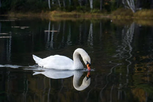 White swan swims in the water — Stock Photo, Image