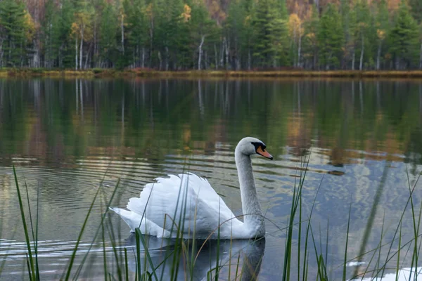 White swan swims in the water near the shore — Stock Photo, Image