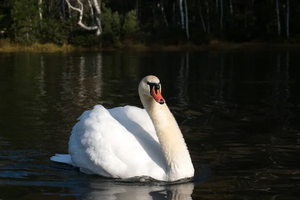 White swan floating in the water — Stock Photo, Image