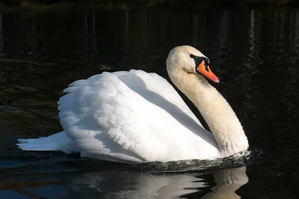 Cisne blanco flotando en el agua — Foto de Stock